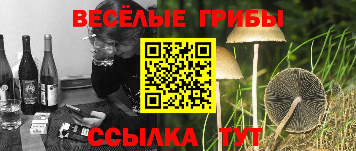 Галлюциногенные грибы MAGIC MUSHROOMS  Вход с VPN  Будённовск  где купить наркоту  Псилоцибиновые грибы прущие грибы 